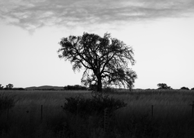 The Blue Hour of the Field